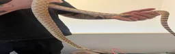 Snake reptiles for sale: Bullsnake in Plymouth - Advert 3
