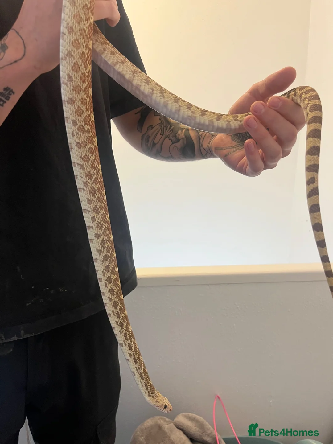 Snake reptiles for sale: Bullsnake in Plymouth - Advert 3