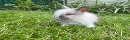 Lionhead rabbits for sale: Beautiful mini double maned lionheads  - Advert 22