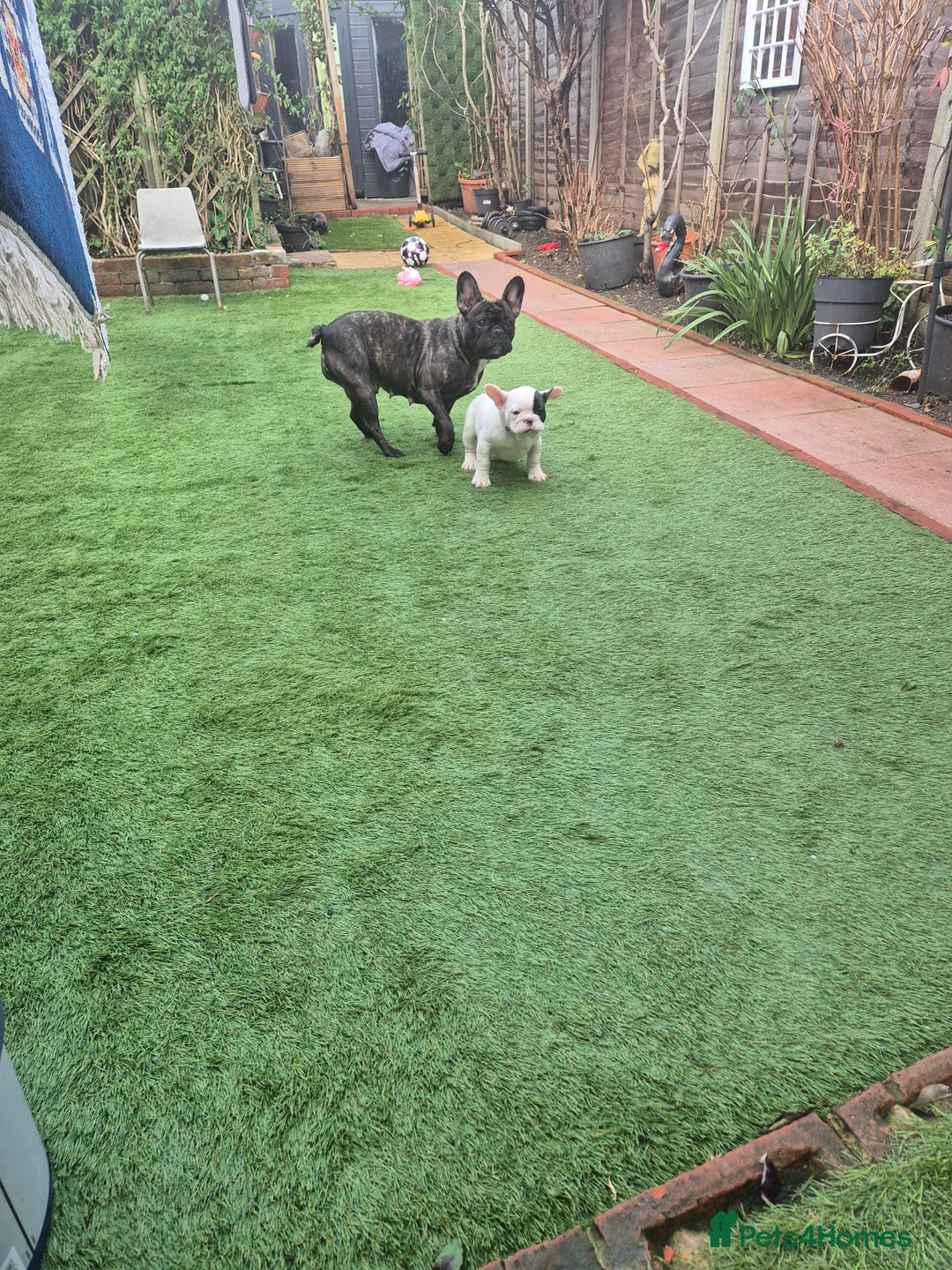 French Bulldog dogs for sale: Adorable French Bulldog puppies  - Advert 28