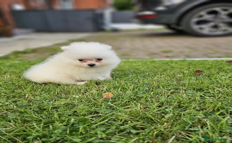 Pomeranian dogs - Advert 2