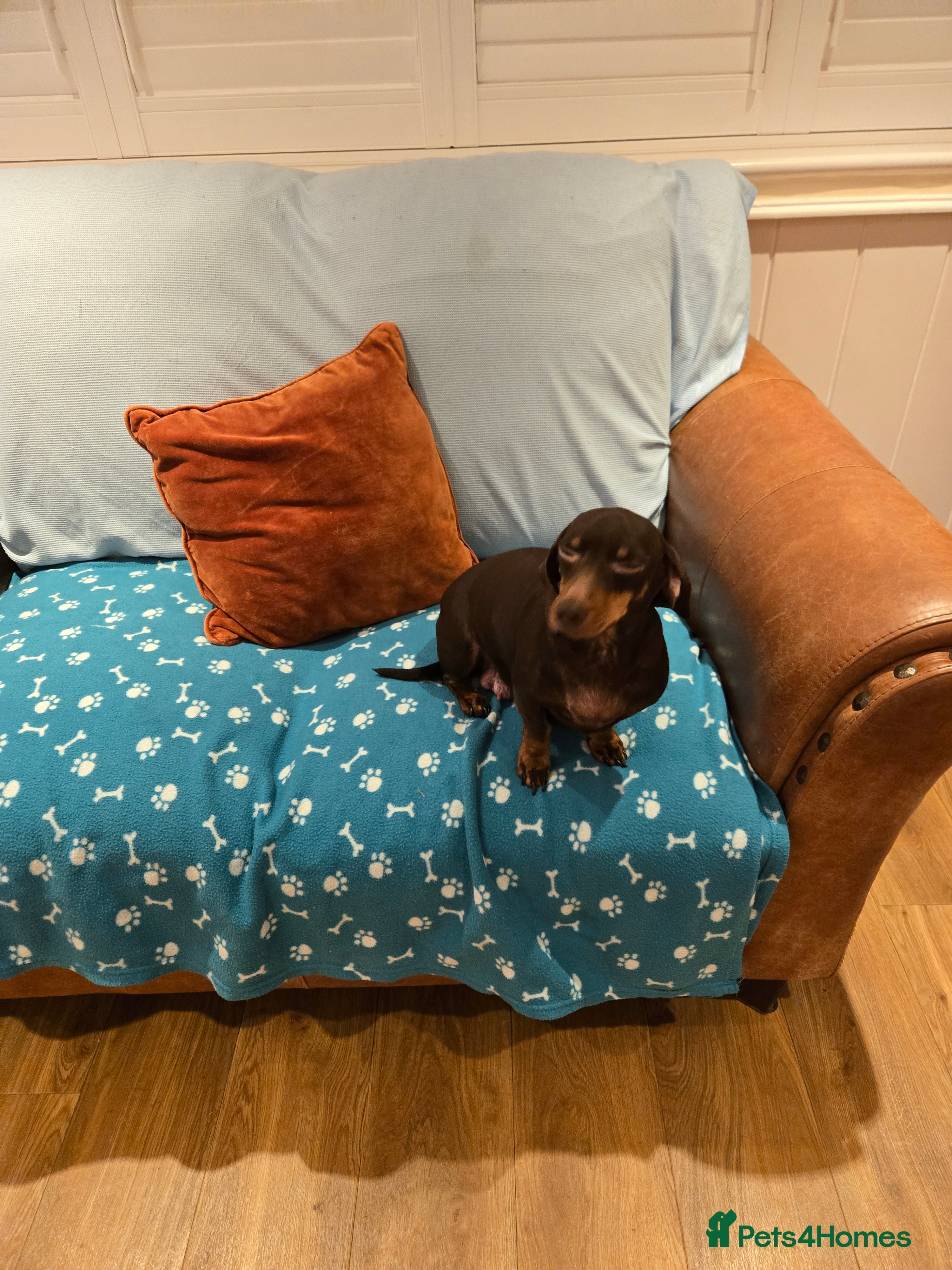 Dachshund dogs Forever homes required - Advert 3