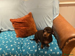 Dachshund dogs Forever homes required - Advert 3