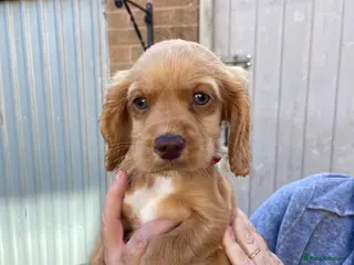 Cocker Spaniel dogs Only one boy left! Working Cocker Spaniel pups - Advert 5
