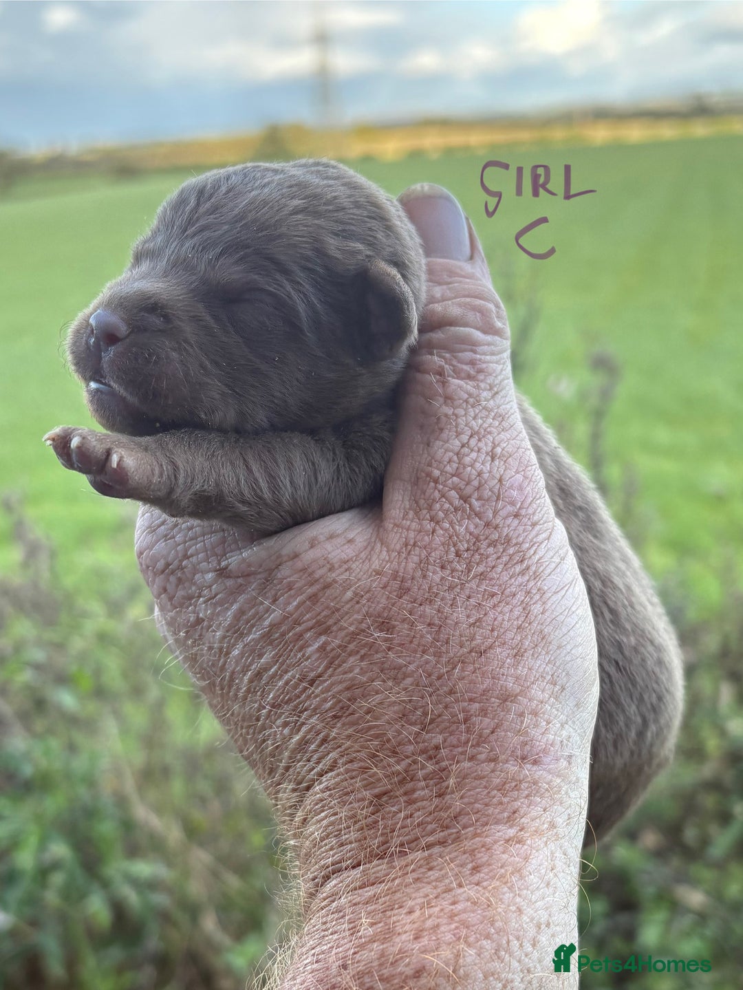 Patterdale Terrier dogs for sale: #Sold# Quality Patterdale Terrier Pups - Image 8
