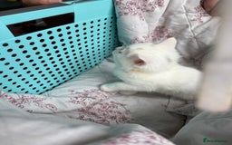 Ragdoll cats for sale: 2 left! Female Ragdoll mix kittens for sale  - Image 18