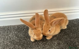Continental Giant rabbits for sale: Beautiful pure continental giants  - Image 4