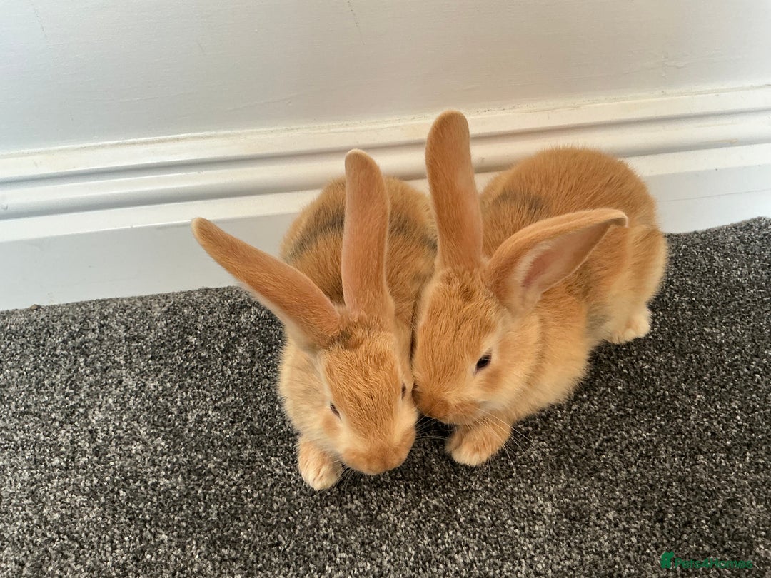 Continental Giant rabbits for sale: Beautiful pure continental giants  - Image 4