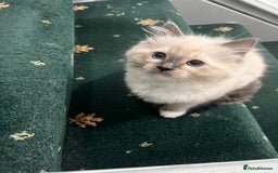 Ragdoll cats for sale: Meet Special joy - Image 9