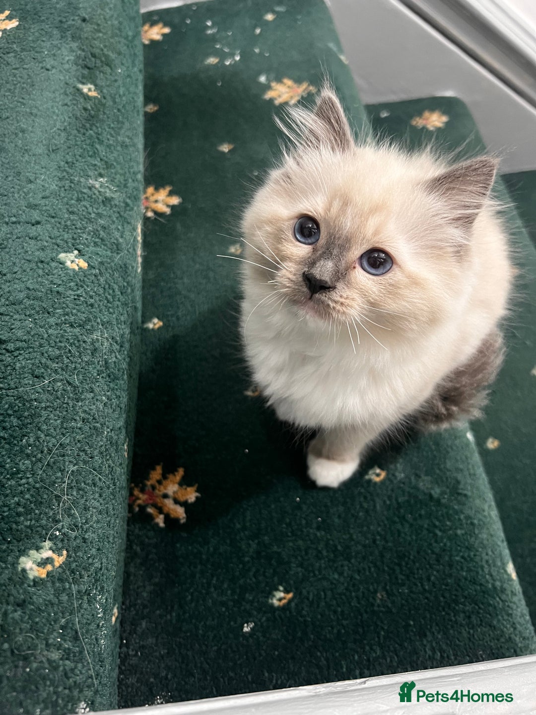 Ragdoll cats for sale: Meet Special joy - Image 9