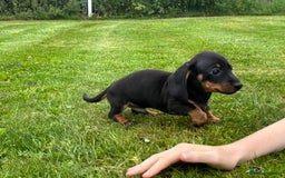 Miniature Dachshund dogs for sale: KC Reg RED DAPPLE Miniature Dachshund (Smooth) - Image 22