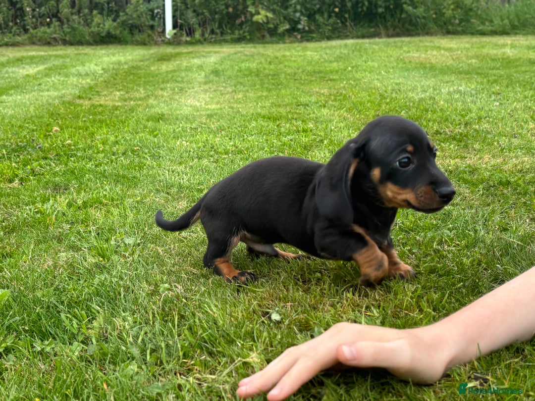 Miniature Dachshund dogs for sale: KC Reg RED DAPPLE Miniature Dachshund (Smooth) - Image 22