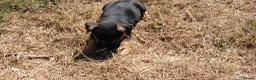 Jack Russell dogs for sale: Jack Russell Puppy for Sale - Advert 3