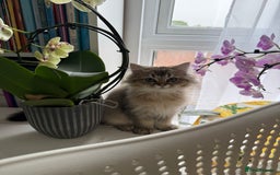 British Longhair cats for sale: Last British Longhair kitten  - Advert 33