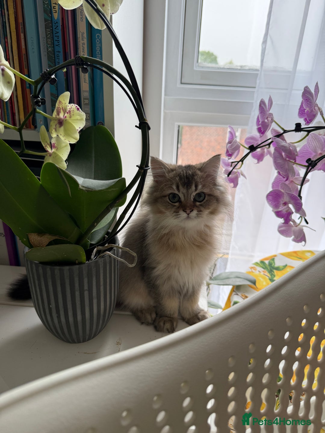 British Longhair cats for sale: Last British Longhair kitten  - Advert 33