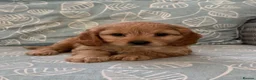 Cavapoo dogs for sale: Stunning Cavapoo Pups  - Advert 1