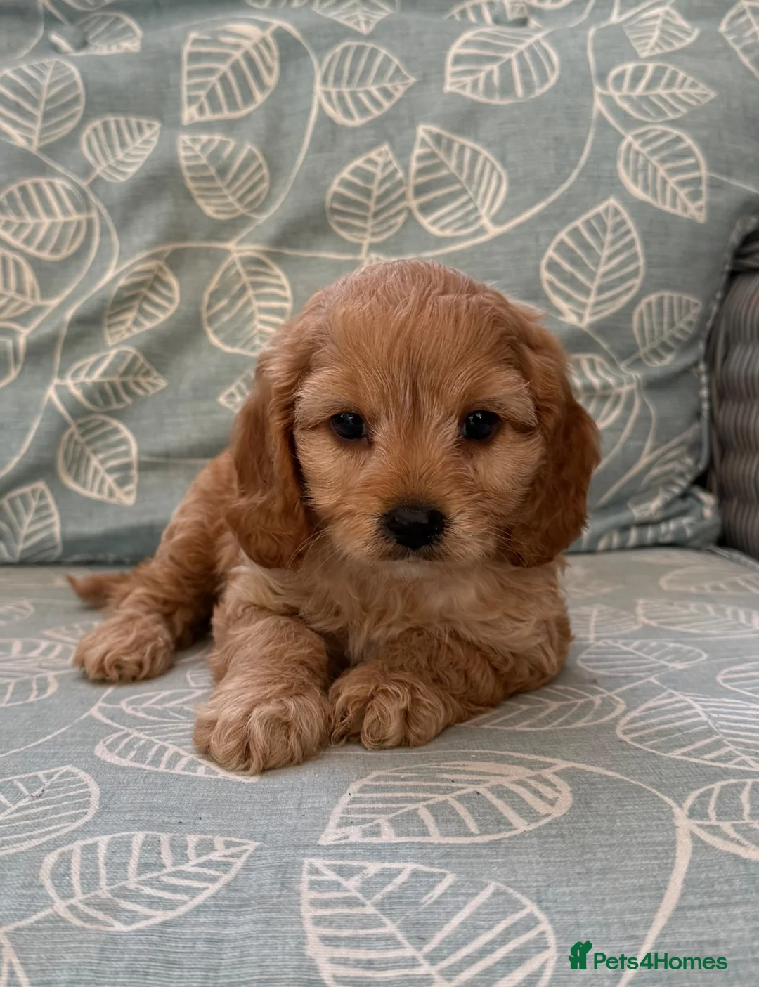 Cavapoo dogs for sale: Stunning Cavapoo Pups  - Advert 1