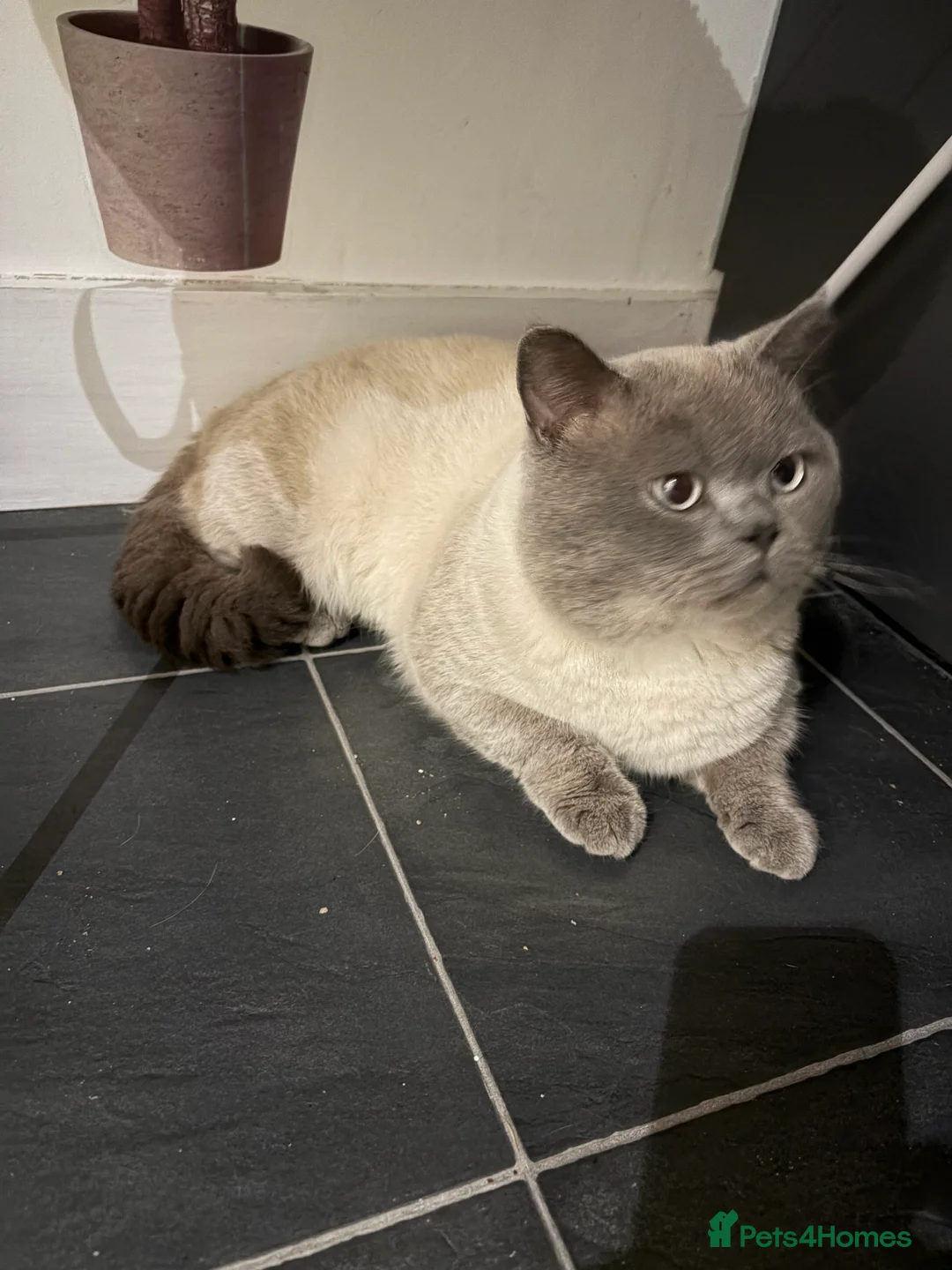 British Shorthair cats for sale: 2 year old British short haired cat - Advert 2