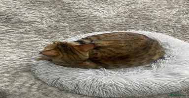 Bengal cats - Advert 5