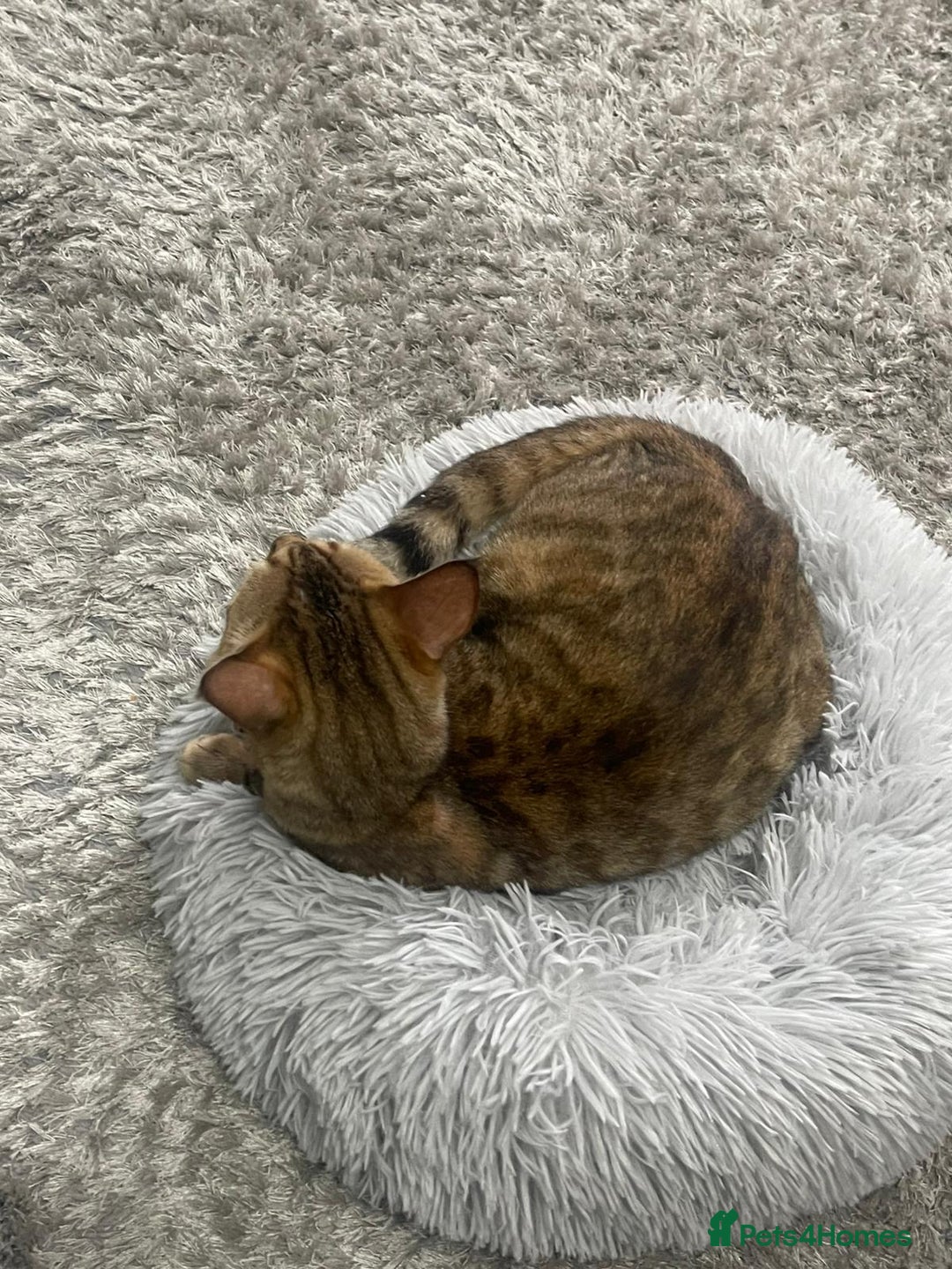 Bengal cats for sale: Beautiful Bengal Female -11 months old!  - Image 2