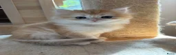 British Longhair cats for sale: GCCF reg NEW LITTERS AVAILABLE BSH & BLH Kittens - Advert 6
