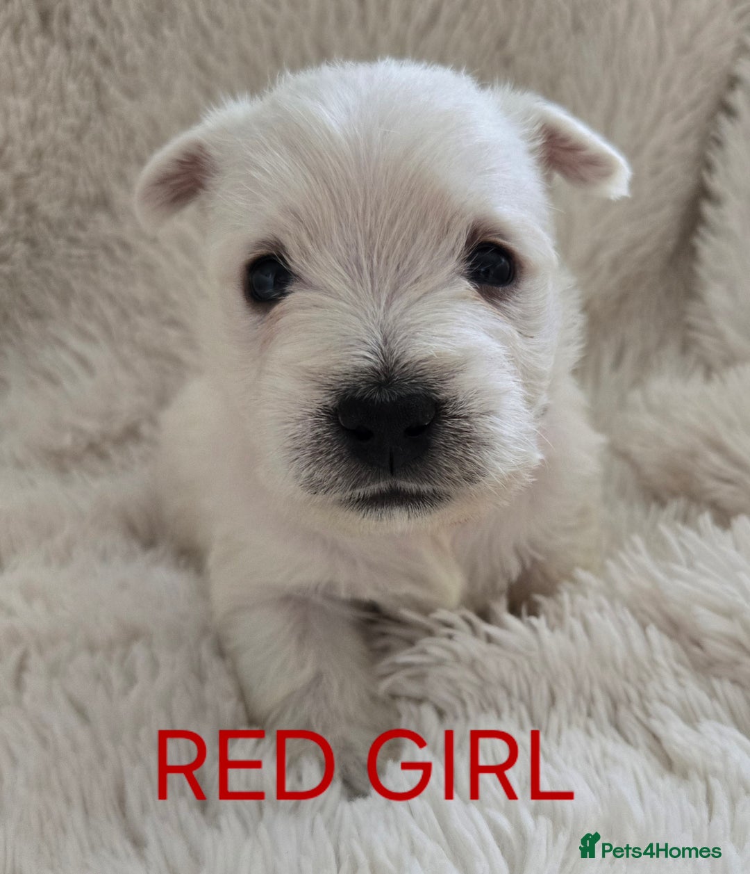 West Highland Terrier dogs for sale: STUNNING WEST HIGHLAND TERRIER PUPPIES  - Image 11