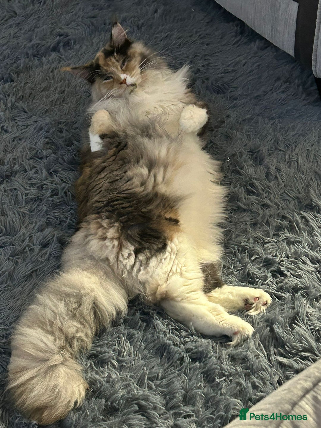 Maine Coon cats for sale: Mainecoon female - Advert 3