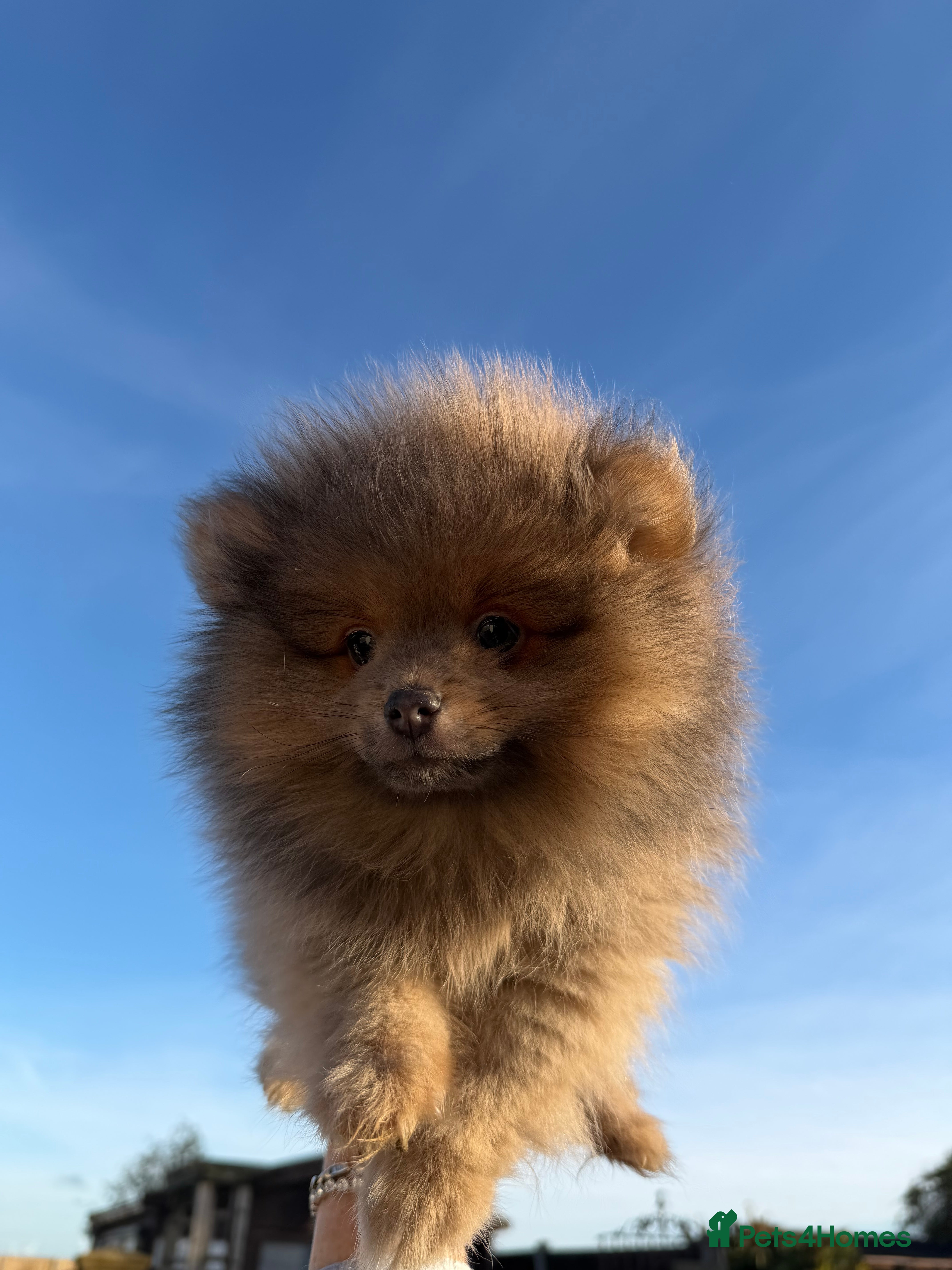 Pomeranian dogs 🧸⭐️ READY NOW !! BABY BOY TEDDY BEAR  ⭐️🧸 - Advert 14
