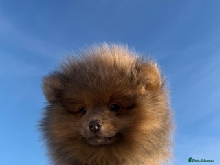 Pomeranian dogs 🧸⭐️ READY NOW !! BABY BOY TEDDY BEAR ⭐️🧸 - Advert 12