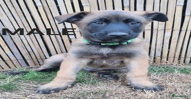 Belgian Shepherd Dog dogs - Advert 13