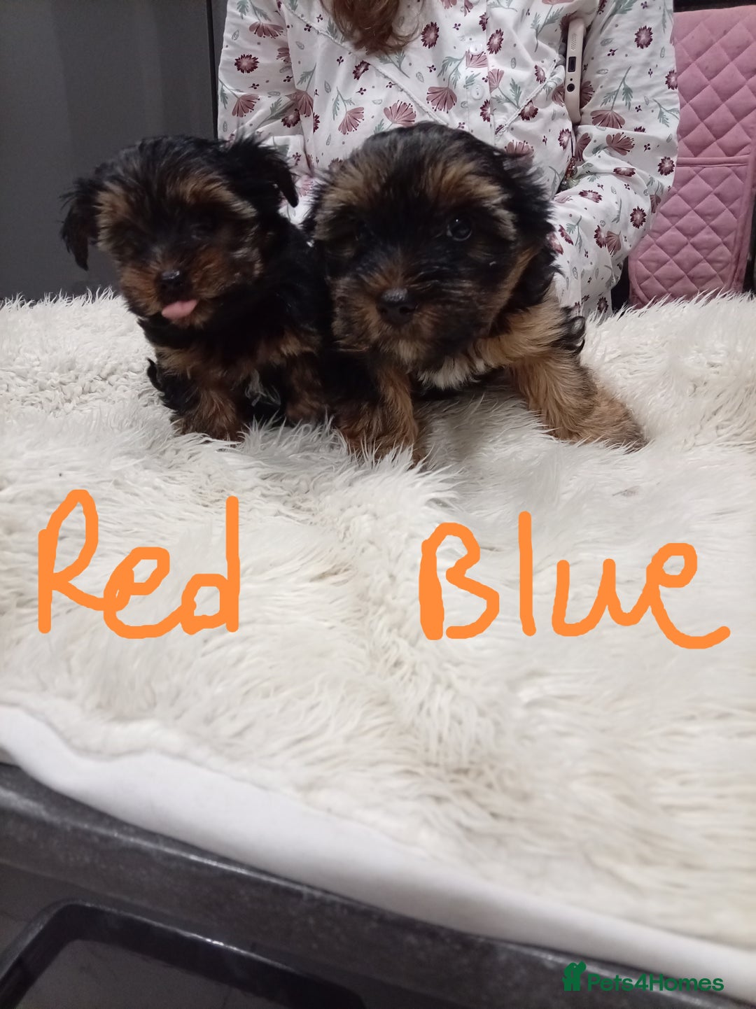 Chorkie dogs for sale: Two amazing Yorkie boys - Advert 4