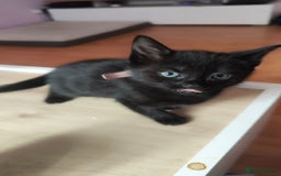 Mixed Breed cats for sale: Kittens for free  - Image 5