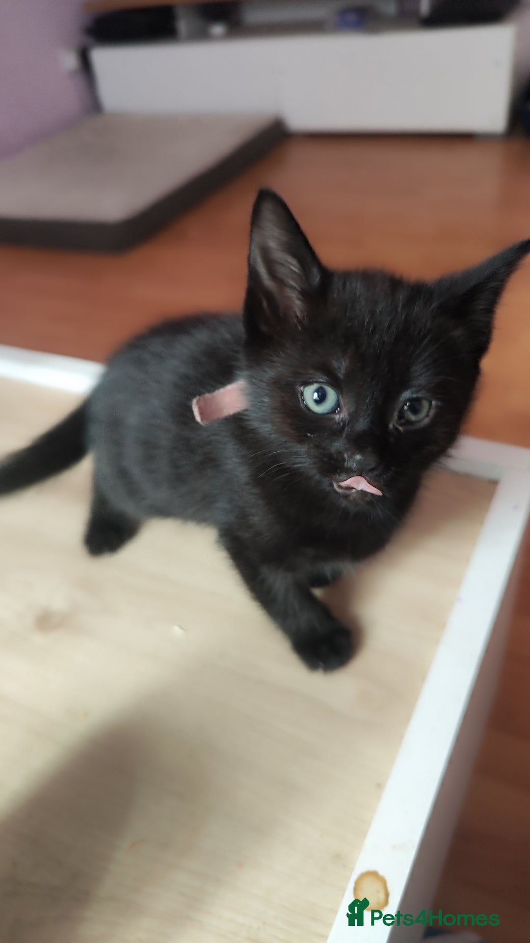 Mixed Breed cats for sale: Kittens for free  - Image 5