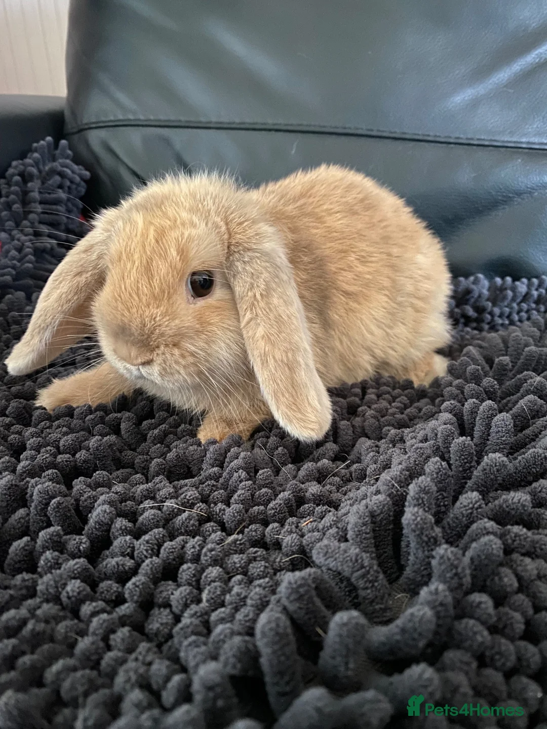 Mini Lop rabbits for sale: Mini lop doe - Advert 2