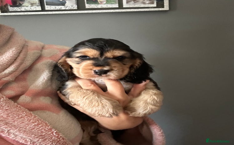 Cocker Spaniel dogs - Advert 2
