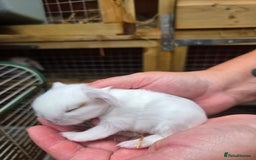 Mini Lop rabbits for sale: Stunning selection of mini lops ready for securing - Image 7