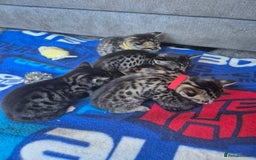 Savannah cats for sale: Savannah kittens ready to leave 24th October  - Image 24