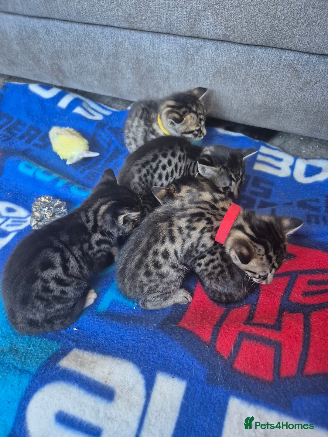 Savannah cats for sale: Savannah kittens ready to leave 24th October  - Image 24