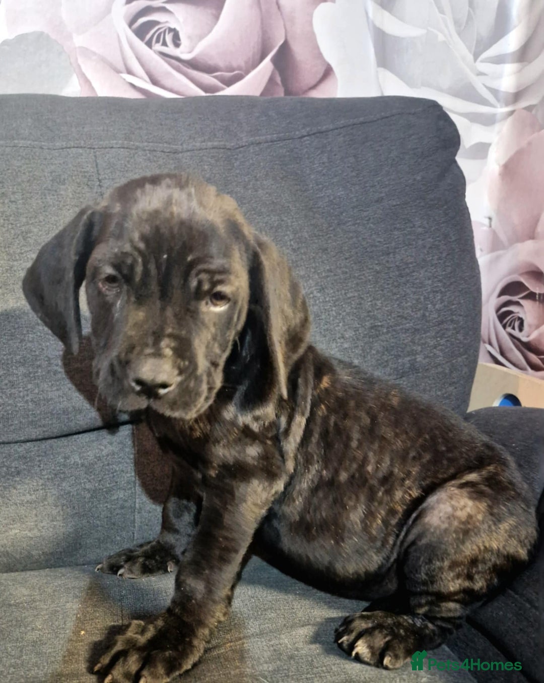 Mixed Breed dogs for sale: READY TO LEAVE NOW chunky mastiff puppies - Image 8