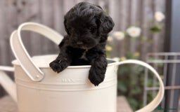 Cockapoo dogs for sale: Cockapoo Puppies Ready 15th September - Image 6