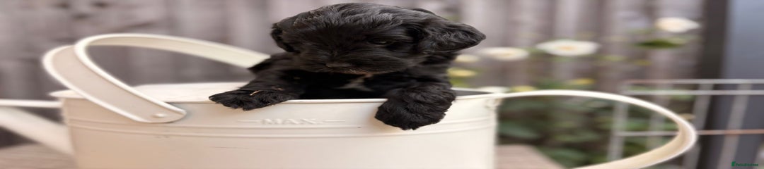 Cockapoo Puppy 3 - Crumble