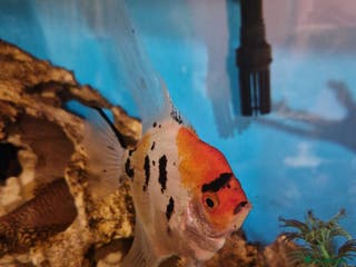 Angelfish fish Breeding pair of Koi Angelfish - Advert 1