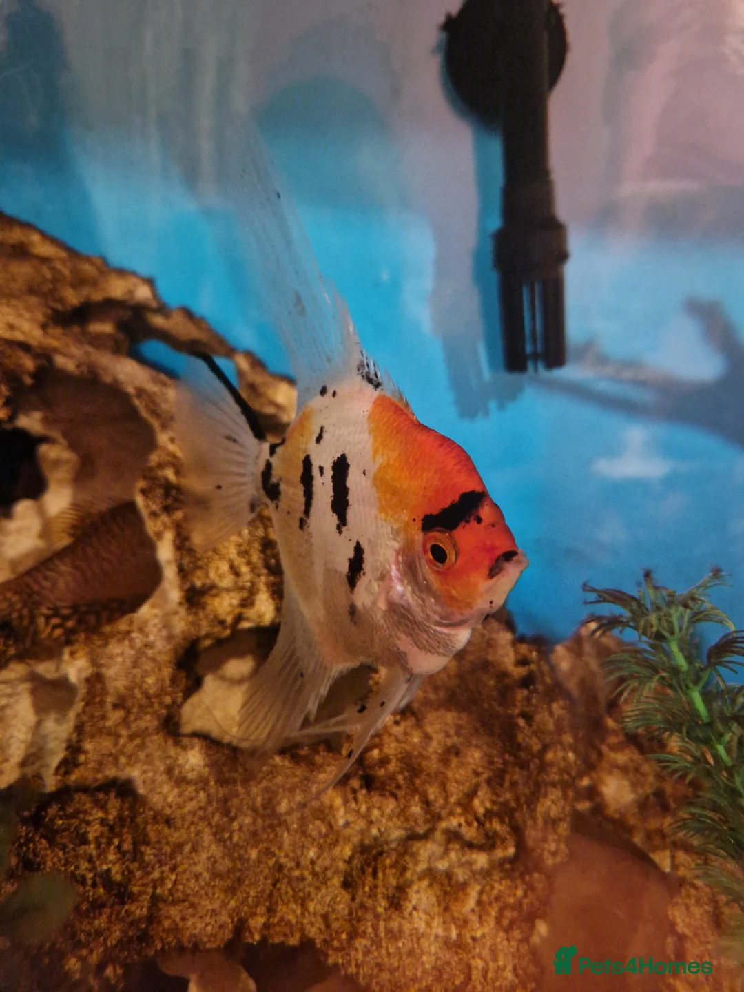 Angelfish fish for sale: Breeding pair of Koi Angelfish  - Advert 1