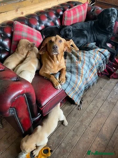 Labrador Retriever dogs Male Labrador(15 months old) - Advert 11