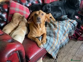 Labrador Retriever dogs Male Labrador(15 months old) - Advert 1