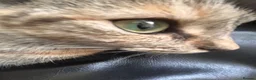 Domestic Shorthair cats for sale: 3 year old Domestic Shorthair  in London - Advert 1