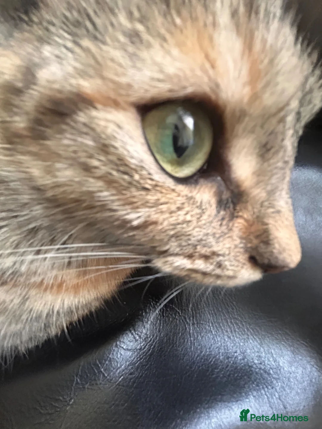 Domestic Shorthair cats for sale: 3 year old Domestic Shorthair  in London - Advert 1