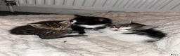 Mixed Breed cats for sale: 4 beautiful fluffy kittens, available now! - Advert 11