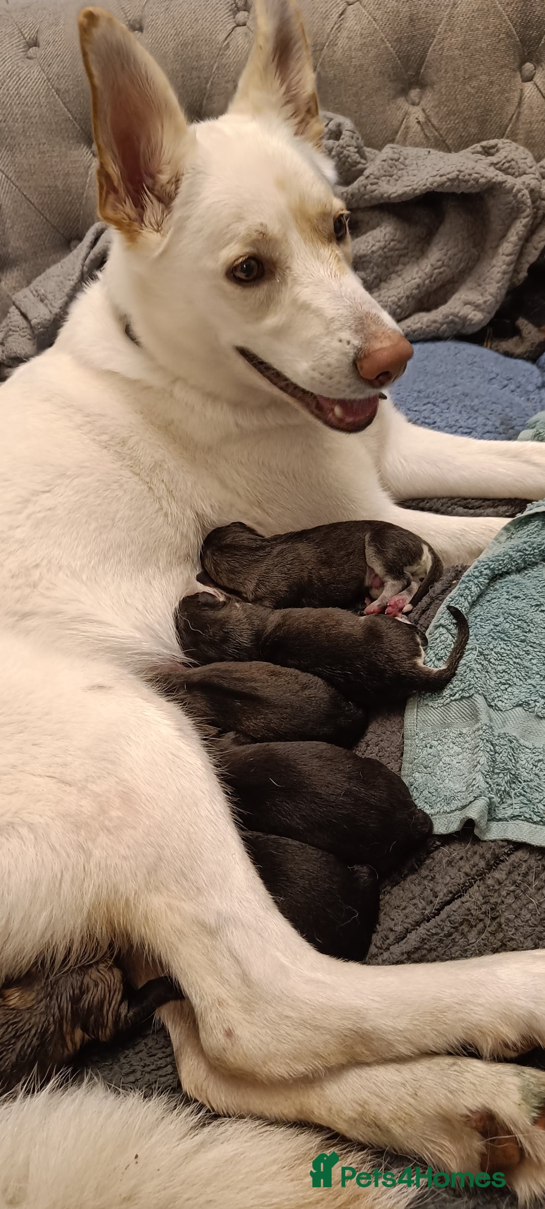 Shepsky dogs for sale: 9x Shepsky Puppies - Advert 1