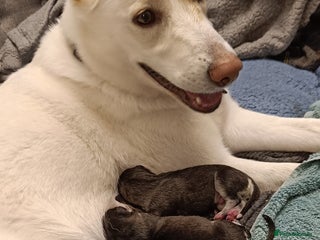 Shepsky dogs 9x Shepsky Puppies - Advert 1